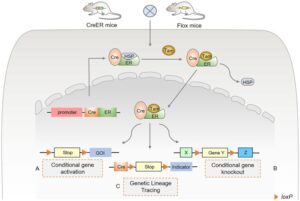 Frontiers | Cre-loxP-mediated genetic lineage tracing: Unraveling cell ...