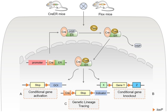 Frontiers | Cre-loxP-mediated genetic lineage tracing: Unraveling cell ...